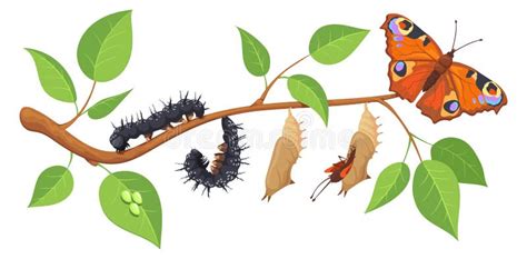 Butterfly Metamorphosis Stages on Cartoon Green Tree Branch Stock ...