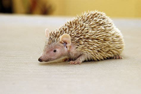 Lesser Hedgehog Tenrecs are great at climbing trees | TEENY TENRECS ...