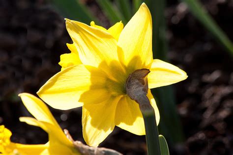 Free photo: Narcissus in the Garden - Blooming, Flower, Fragrance ...