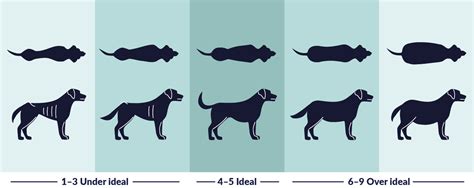 Is my dog too fat or too skinny? Body Condition Scoring | FirstVet