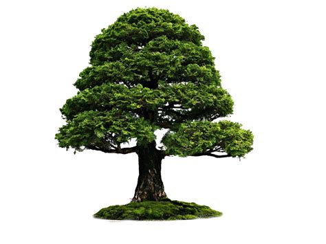 Large Tree With Grass PNG Image - PurePNG | Free transparent CC0 PNG ...