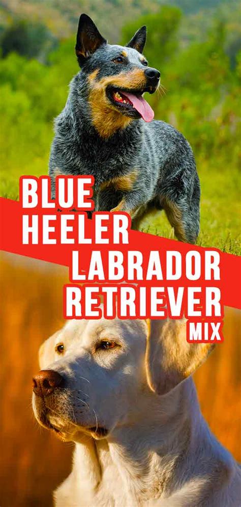 Blue Heeler Lab Mix - What To Expect From This Designer Dog