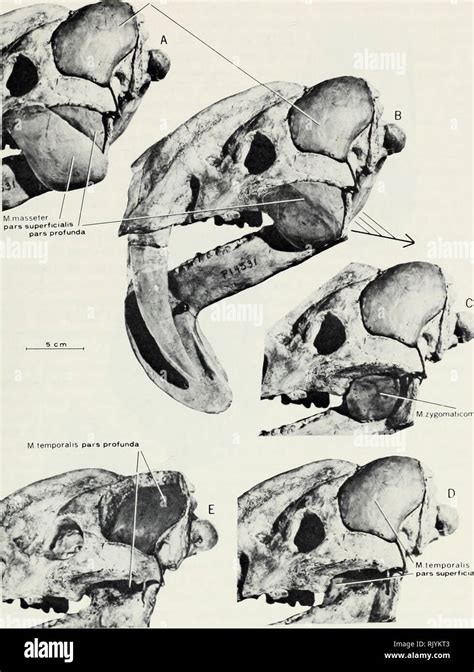 Thylacosmilus hi-res stock photography and images - Alamy