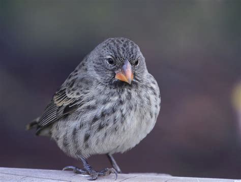 Large ground finch by Tadas Jucys / 500px