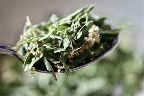 How To Make Goldenrod Tea- Goldenrod Tea Recipe - Farmhouse & Blooms