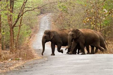 2023 Wildlife Wonders: Anshi National Park Day Tour from Goa