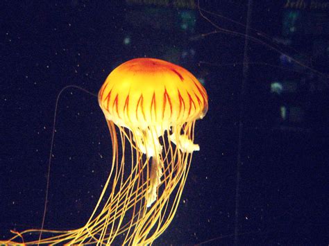 Jellyfish Glow | Glowing jellyfish...think this is a Japanes… | Flickr