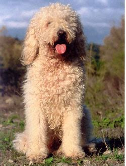 Barbet Dog Breeders Profiles and Pictures | Dog Breeders Profiles and Pictures