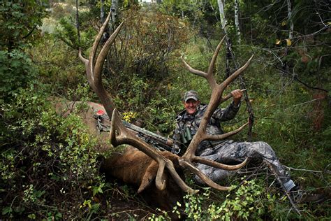 PERRY BERRY BLOG: Colorado Elk