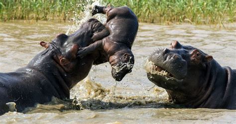 Hippo Facts, Information, Pictures & Vidoe's learn more about Hippos