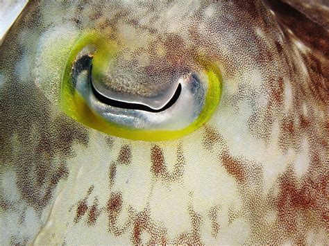 File:Cuttlefish eye closeup.JPG | Cephalopod, Cuttlefish, Invertebrates