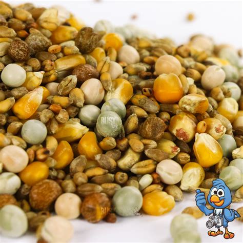 Tasty Pigeon Corn | 500g, 1kg, 5kg, 10kg, 15kg, 20kg | Free Delivery | BusyBeaks