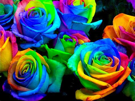 wallpapers: Colorful Rose Wallpapers