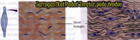 Jaringan Ikat Padat - Wasis Vidya Hajjarwati '-')/