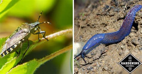 10 Organic Pest Control Methods - Gardening Channel