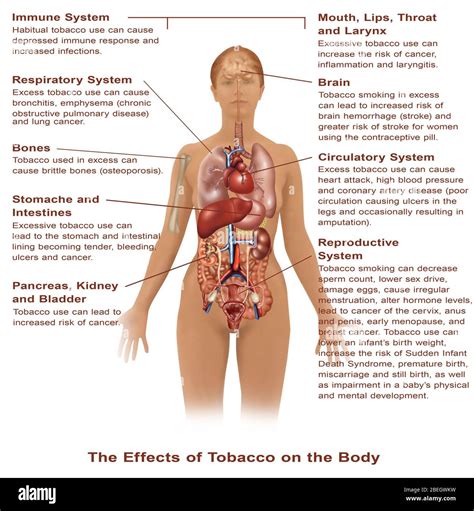 Nicotine Effects On Brain