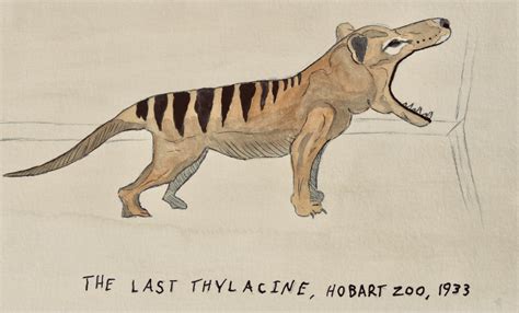 The Thylacine: Australia's Premier De-Extinction Candidate — Natural Curios