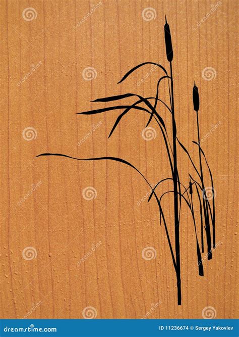 Reed stock vector. Illustration of bush, drawing, nature - 11236674