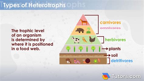 Heterotrophs | Definition, Types & Examples