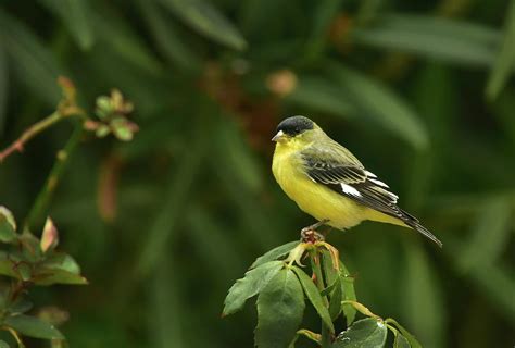 Lesser Goldfinch Male Photograph by Cindy McIntyre | Pixels