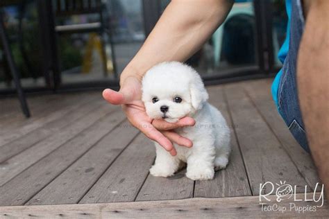 Teacup Bichon Frise, Bichon Frise Puppy, Cute Puppies, Dogs And Puppies ...