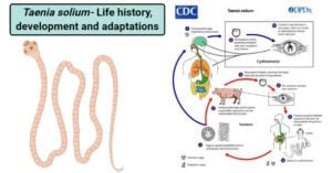 Taenia solium- Life history, development and adaptations