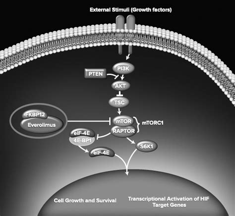 Everolimus in the Treatment of Metastatic Breast Cancer - Melanie E. Royce, Diaa Osman, 2015