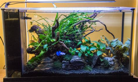 Betta Fish Tanks With Plants