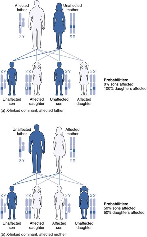 The Inheritance Of Traits