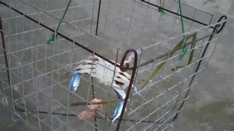 Blue Crabbing Chesapeake Bay Crab traps - YouTube