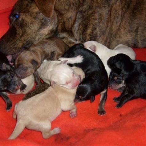 How Much Should A Pitbull Puppy Weigh At 10 Weeks - Puppy And Pets