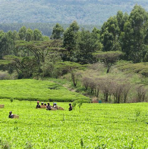 New Kenyan Teas at the Tea House : New partnerships in Kenyan Orthodox ...