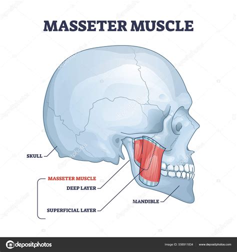 Masseter muscle as mastication anatomical muscular system outline ...