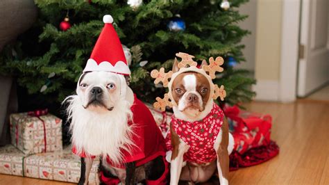 175 Festive Christmas Dog Names and Holiday Names for Pets