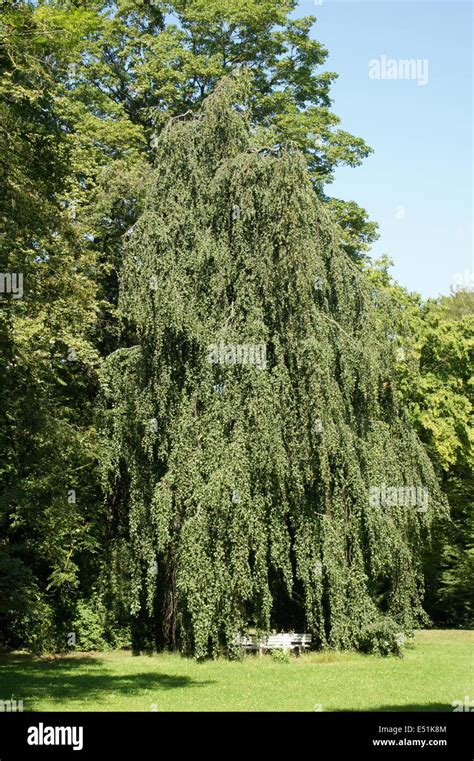 Weeping beech tree hi-res stock photography and images - Alamy