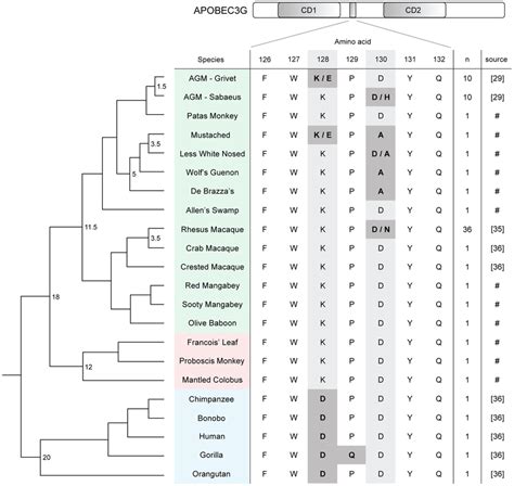 Diversifying selection of the Vif binding site of APOBEC3G in the... | Download Scientific Diagram