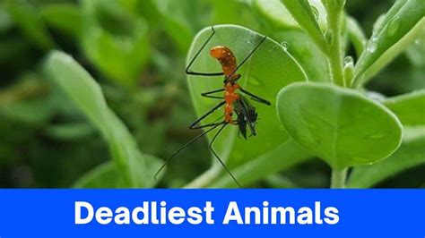 7 Deadliest Animals In The World » 2024