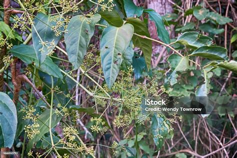 Brown Currajong Tree Buds Near Kuranda Stock Photo - Download Image Now - 2015, Australia ...