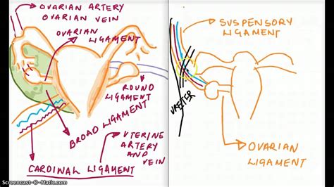 Cardinal Ligament