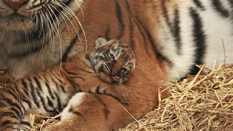 Rare Amur Tiger Cubs Born at Woburn Safari Park | Discover Animals