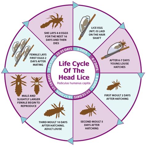 Life Cycle of the Head Lice | Nit Wits - Lice Removal - Louisville, KY