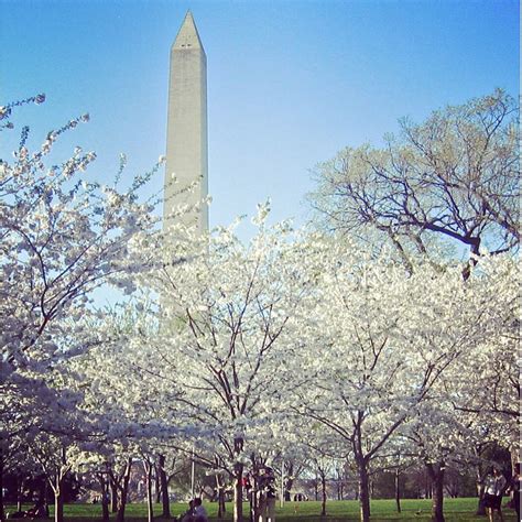 #TBT A beautiful view of the cherry blossoms at the National Mall. Have ...