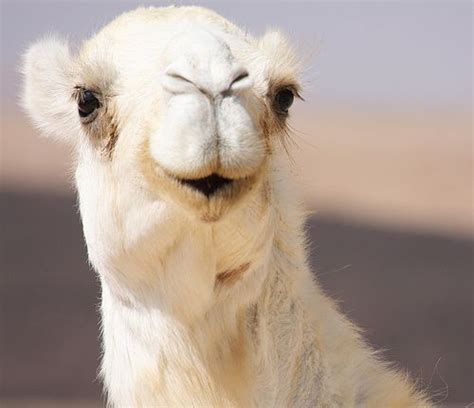 White Camel - Animal Pictures