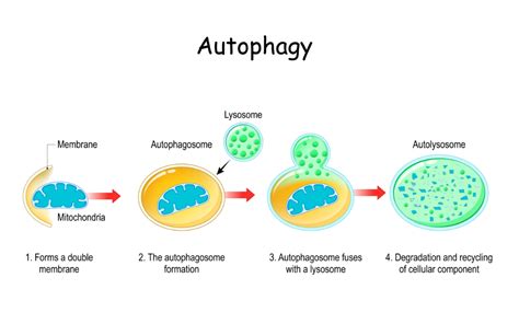 6 Signs of Autophagy (Cellular Spring Cleaning) - Dr. Robert Kiltz