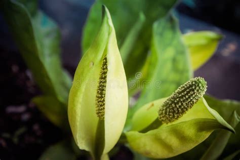 Skunk cabbage stock photo. Image of seasonal, bloom - 115528586