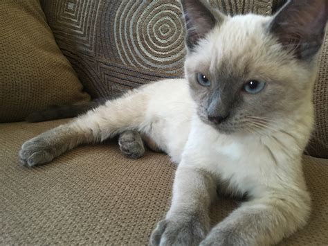 Is My Cat Siamese Mix? | TheCatSite