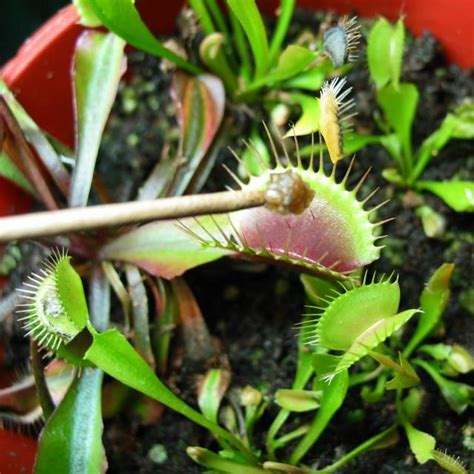 Feed a Venus flytrap - SNAP! - FlytrapCare.com