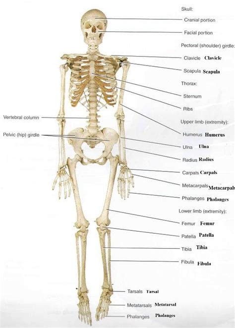 Pictures Of Appendicular SkeletonHealthiack