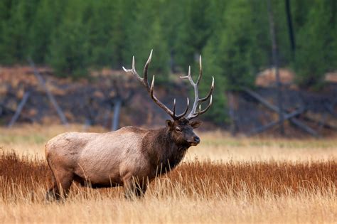 Bull Elk Standing Proud In Yellowstone Fine Art Photo Print | Photos by Joseph C. Filer