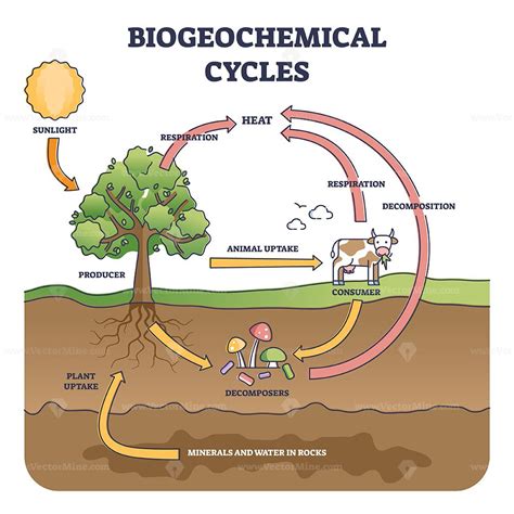 Biogeochemical cycle as natural substance circulation pathway outline ...